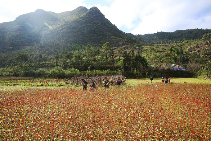 Experience northern Vietnam’s enchanting buckwheat harvest